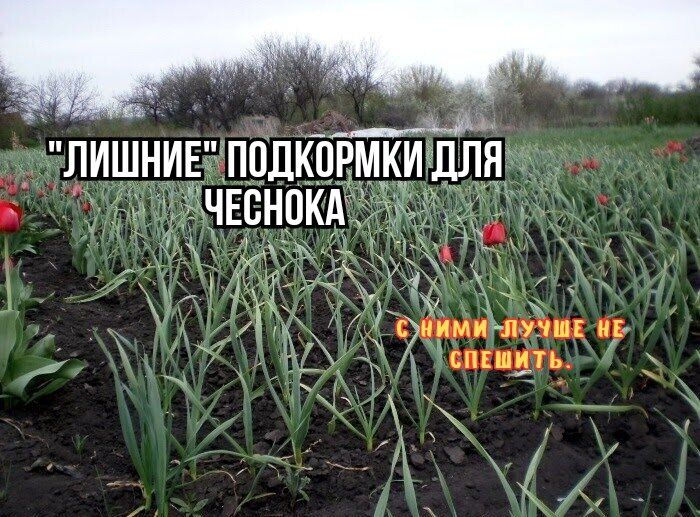 Зачем спешить? Как не ошибиться с удобрениями для чеснока весной