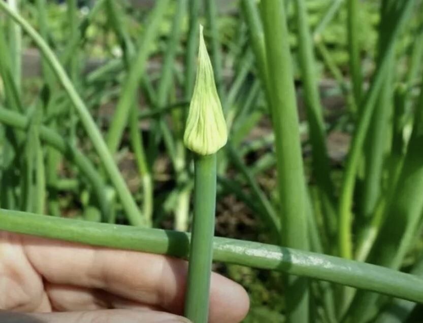 Как избежать стрелкования репчатого лука: простые советы для урожая