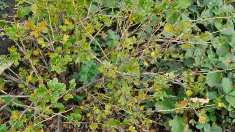 Как осеннее обрезка крыжовника может повысить урожай на 30%