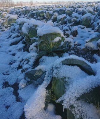 Несбывшиеся надежды: осень 2025 года оставила урожай в земле