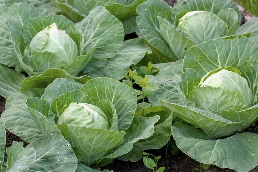 Капустный бум: секреты успешной посадки в мае для щедрых урожаев