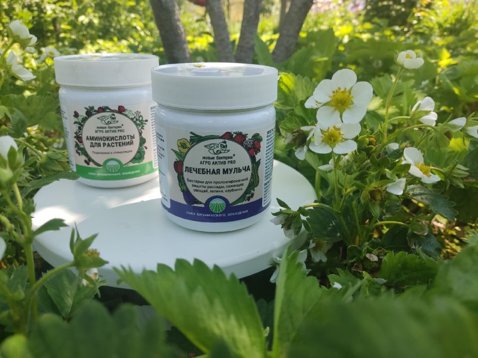 Секреты успешного садоводства: как живые бактерии изменили подход к выращиванию растений