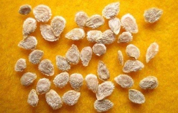 Как обеспечить идеальный урожай томатов: проверка семян и их всхожесть