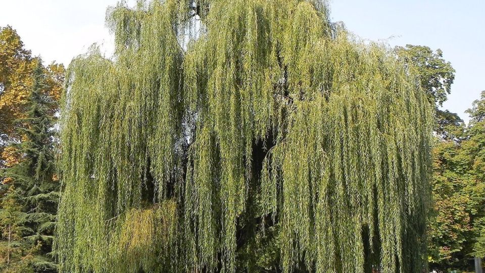 Ива в вашем саду: преимущества и предостережения