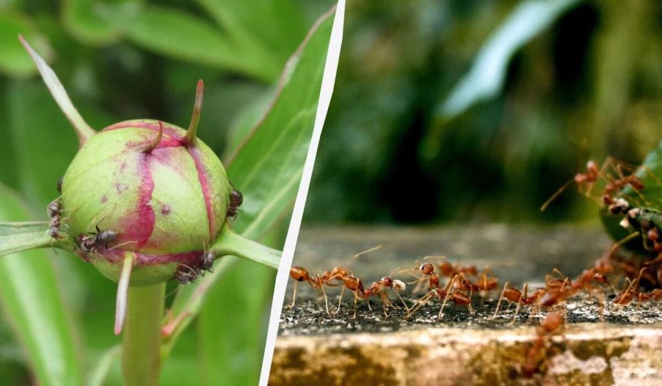 ����������� � ���������� �������� �� �������� �� ����