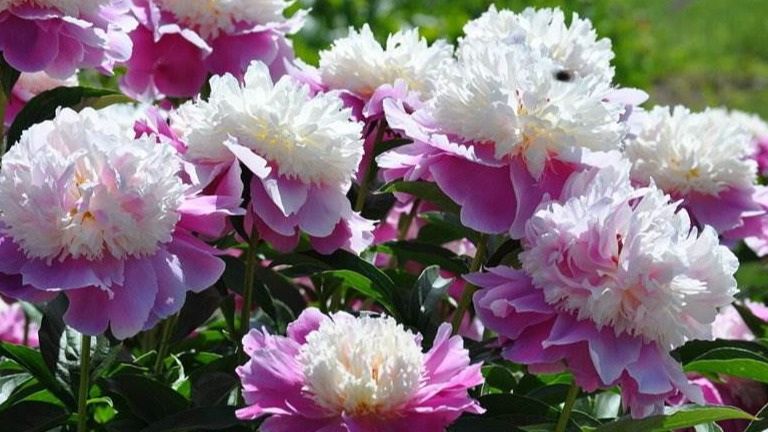 ��� ������� ����������� ���������� ���� ������ � ������� � ������� ������