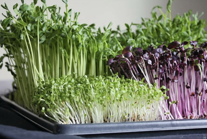 ��� ��������� ����������� �� �����������: ������� ������� ��� ������ �������