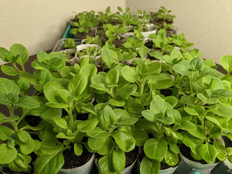 ������ �������� ������� �� ������ ���� � �������� ������?