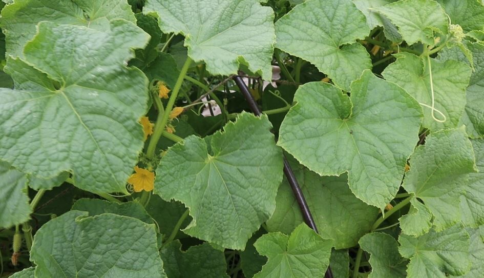 ��� ��������� ������ ������� �� ������ �������: ��������� ���������