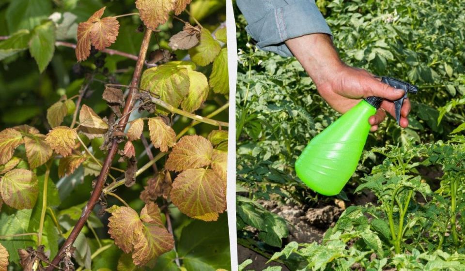 ����� ��� ������: �������� ���� ��� �� ����������