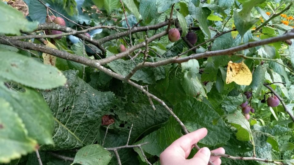 Как вернуть плодородие вашей садовой сливе за две недели