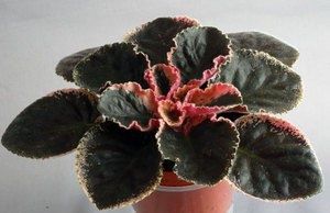 Как выбрать фиалки для домашнего разведения и подобрать сорта сенполий