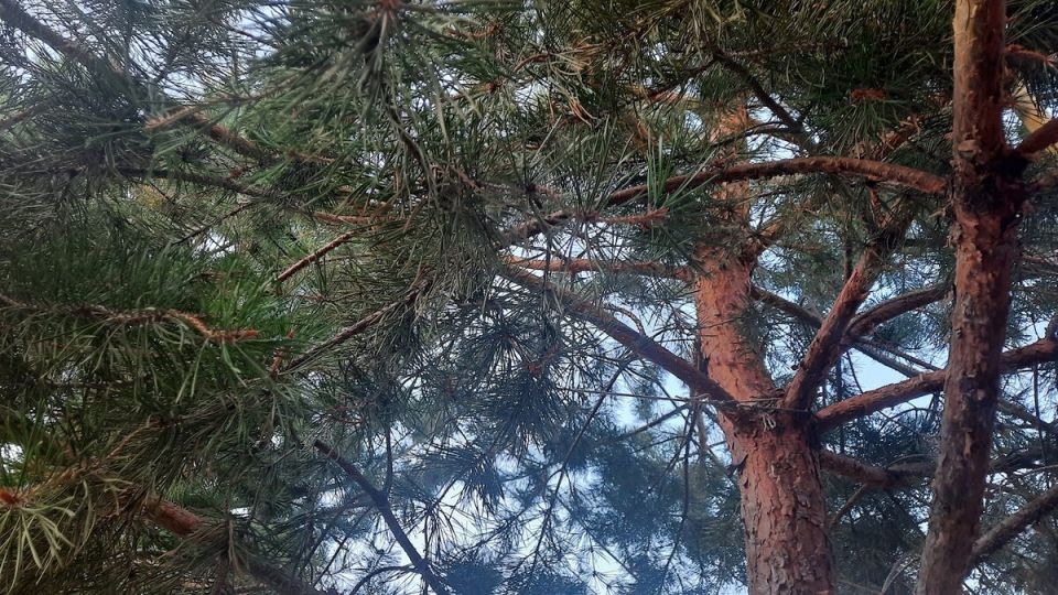 Когда хвоя приносит пользу дома и на участке