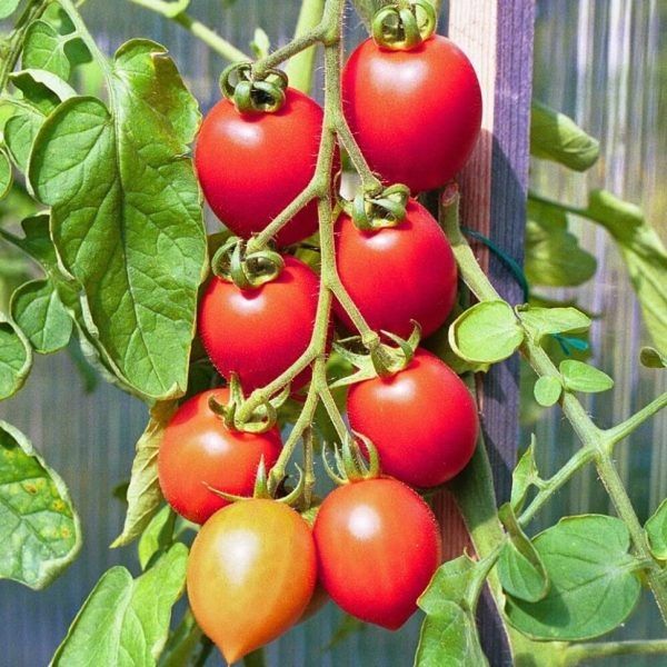 ����� �������: ����������� ���� ������ ��� ������� � �����