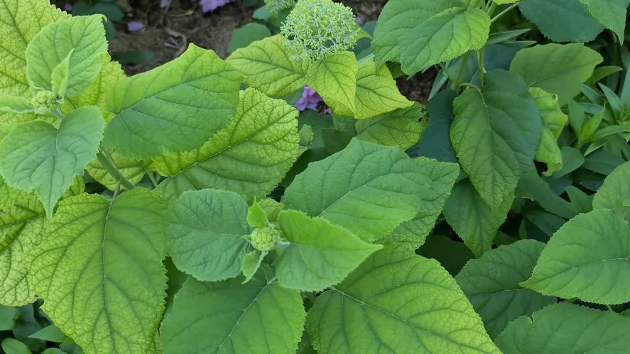 Три дорогостоящих промаха: как ошибки с «Осмокотом» и посадкой обошлись дачнику в 15 000 рублей