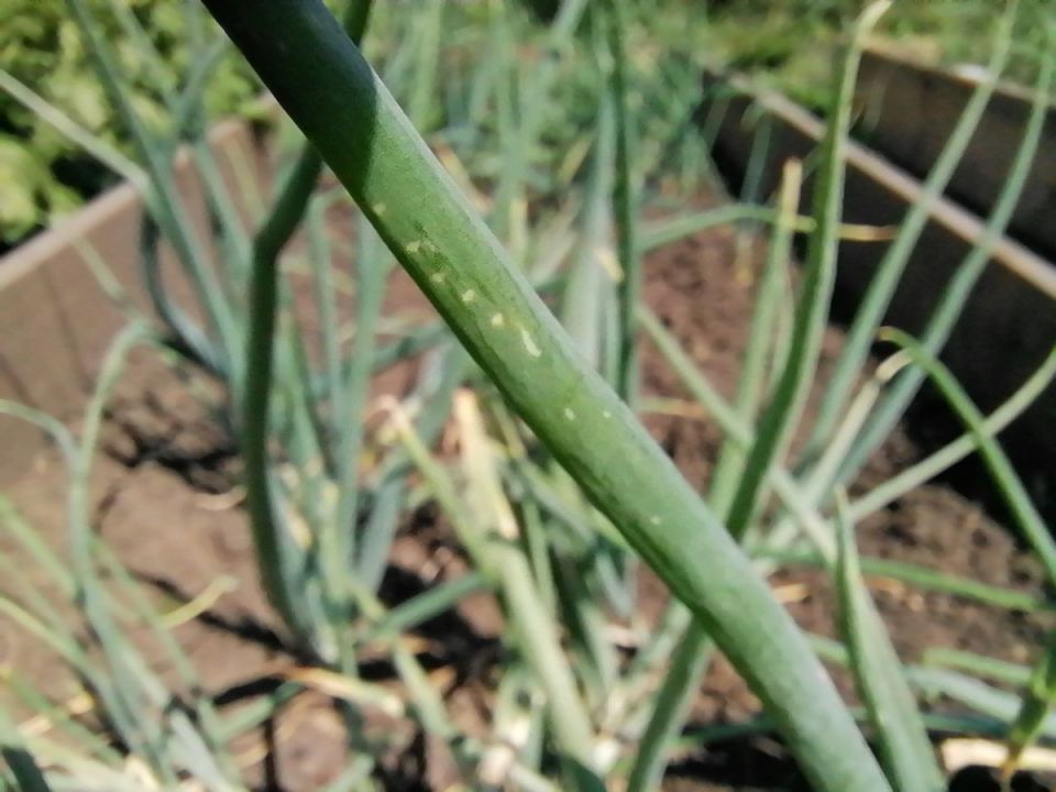 Как избавиться от белых червячков в луке: секреты борьбы с вредителями