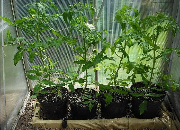 Все, что нужно знать о курином помёте для ваших помидоров