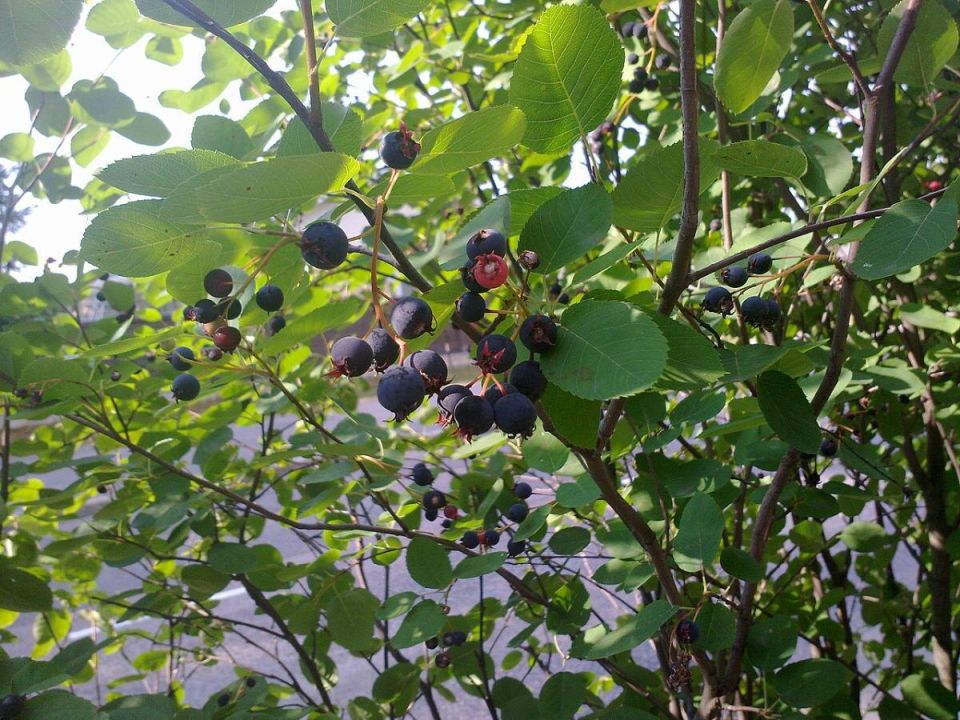 ����� ����: ���������� ��������, � ������� �� �� ������������