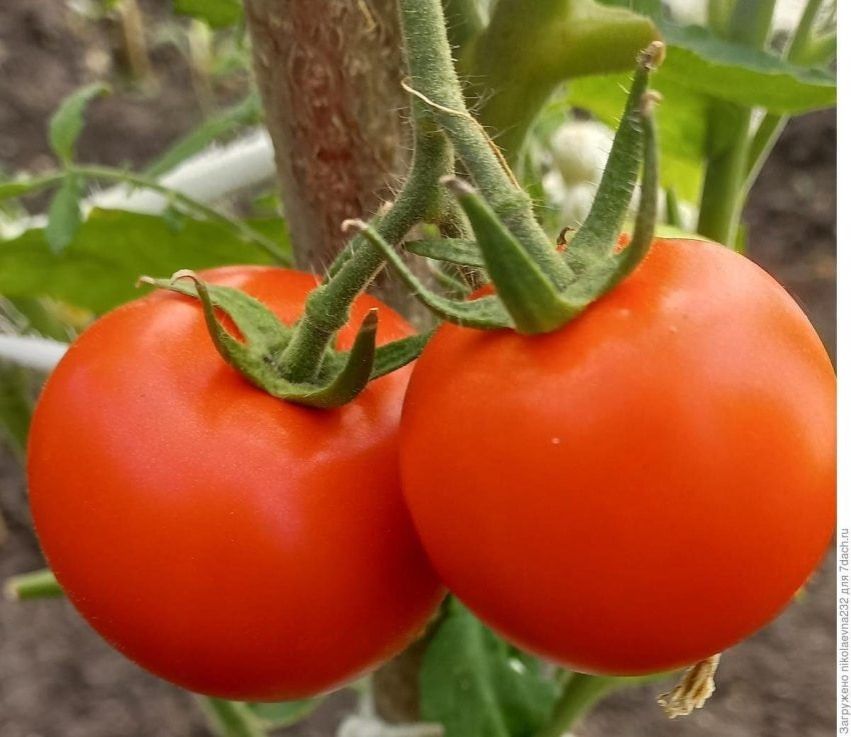 Томат с характером: что нужно знать о сорте «Сеньор помидор»