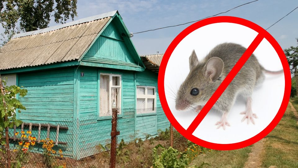 Мышеловки не спасут: нашествия грызунов на дачу зимой не избежать, если не воспользоваться одним советом