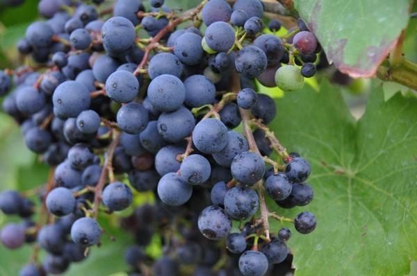 Фиолетовый ранний: классика виноградарства, проверенная временем