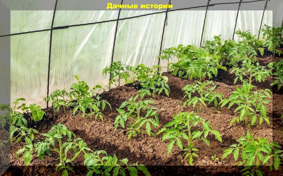 ������: ��������� ����� � ������ �� �������� ����������� �������