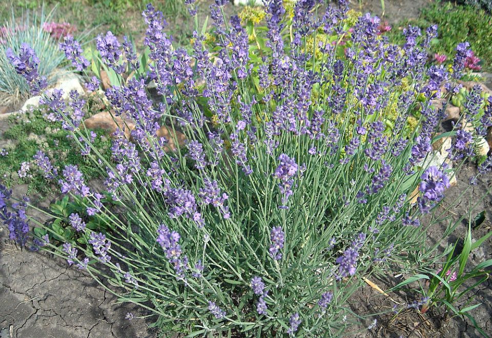 �������� ������� � ����� ����: ������ �� ����������� � ������