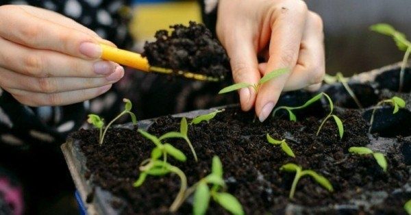 ��������� ����� ��� �������: ��� �������� �������� � �����