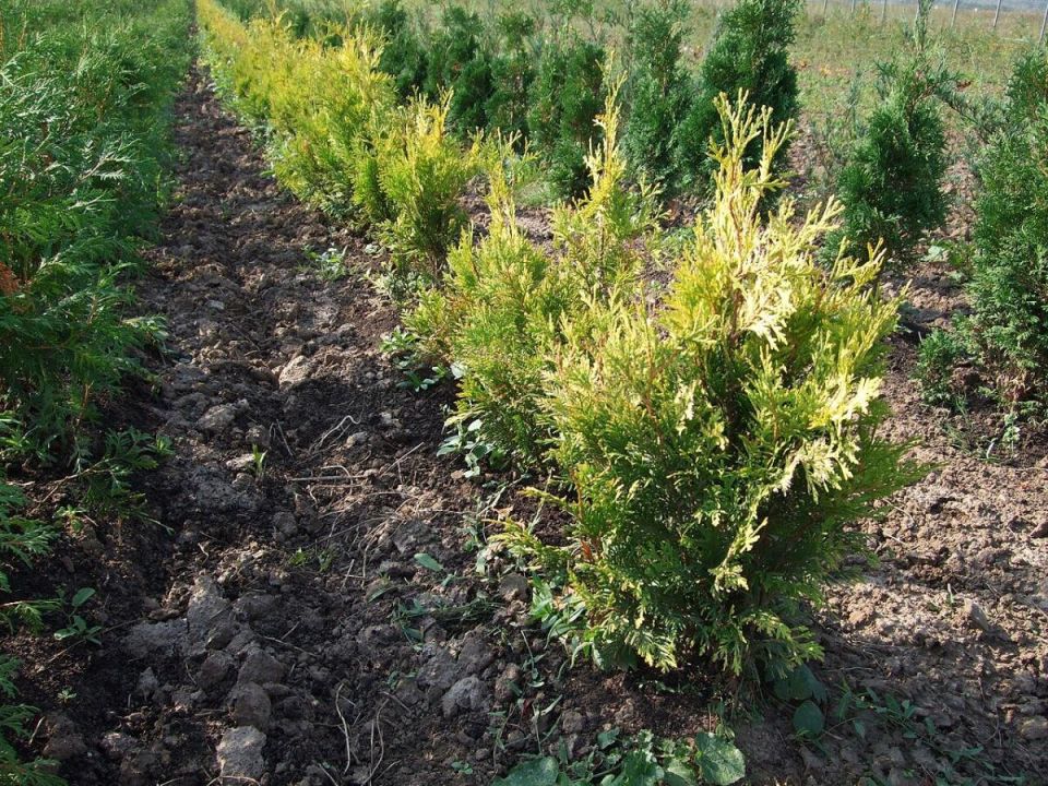 ��� ��������� ��������� ���: ������� ��������� ����� � ������� ������ ����