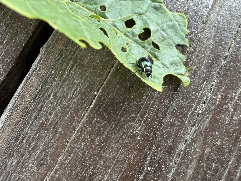 ��� ���������� � ������������� �������: ������ ��� ���������