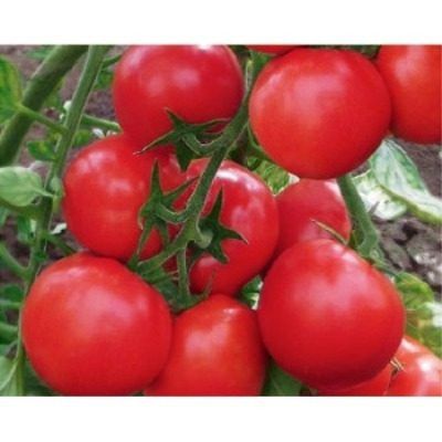 ����� ������� � ������ ���� � ��������������� ������ � ������������