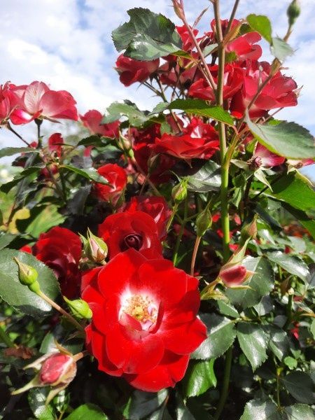 ��� ��������� ����������� ����� ������ ���������� �������� � ����������������� �����