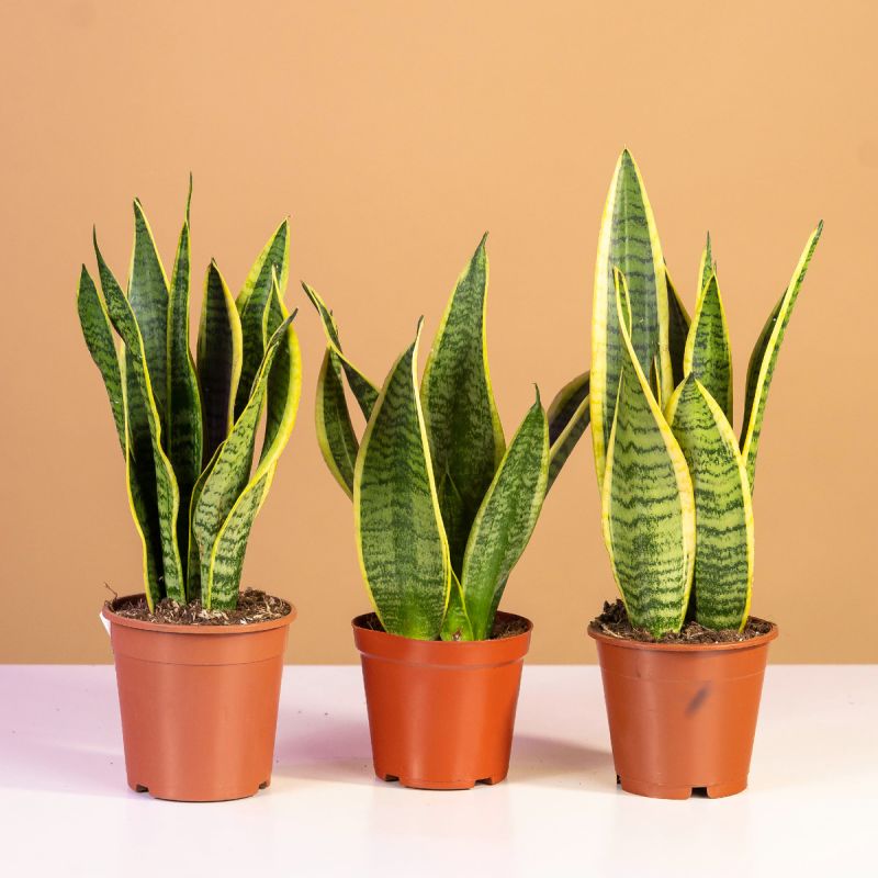 Комнатные растения в детской: Как выбрать безопасные и интересные варианты