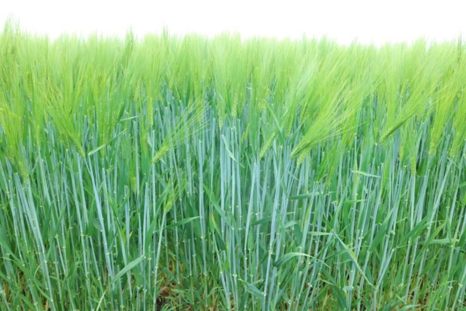 ������� ��������� ������ ������ �������