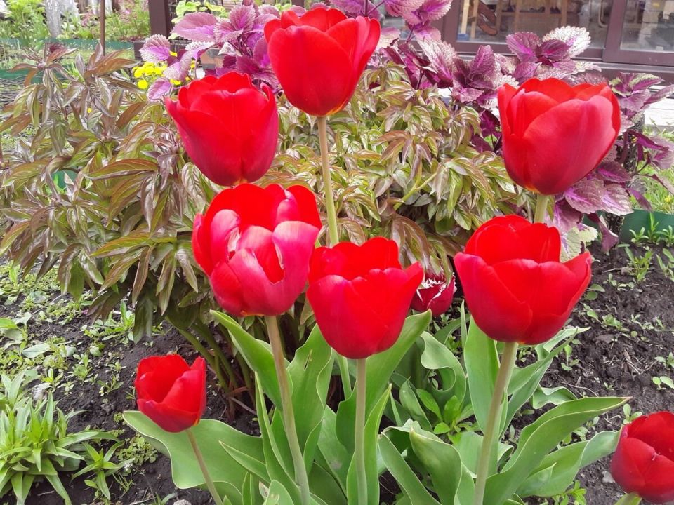 ������� ������ �� ������� ���������: ���� ����� ��������