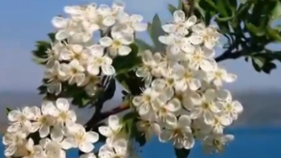 ���������������� ����� ������, ��������� ���� �� 15 ����� ������