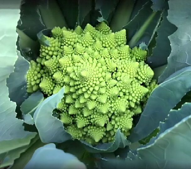 Капуста романеско: как вырастить этот загадочный овощ
