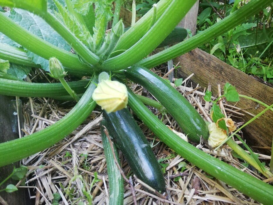Удаление листьев у кабачков: польза или вред в огороде?
