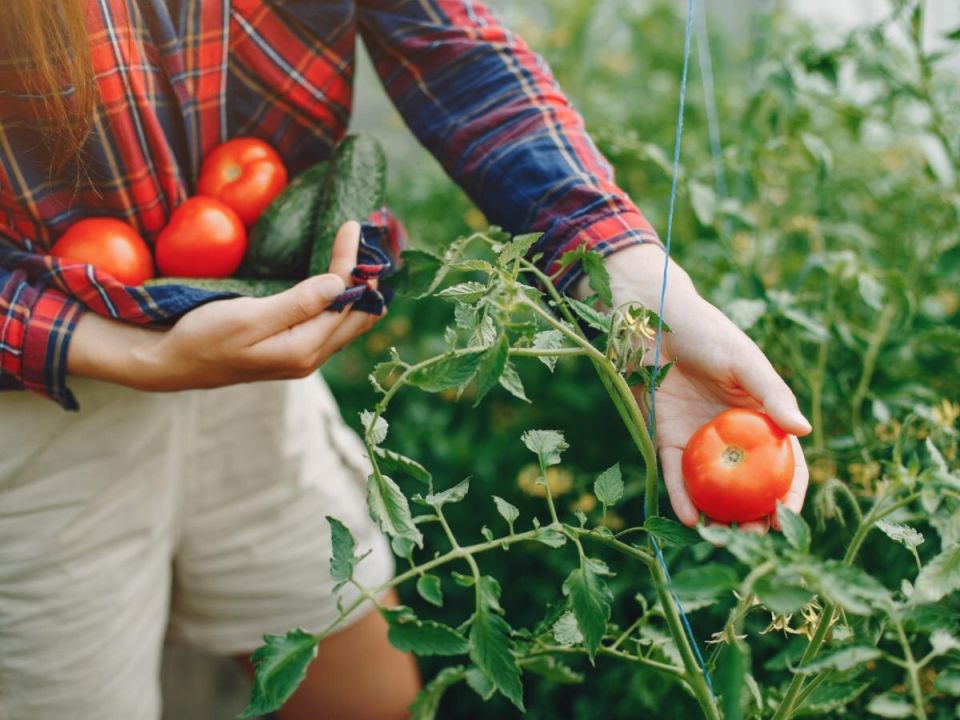 Как получить первый урожай томатов уже в июне: секреты ранних сортов
