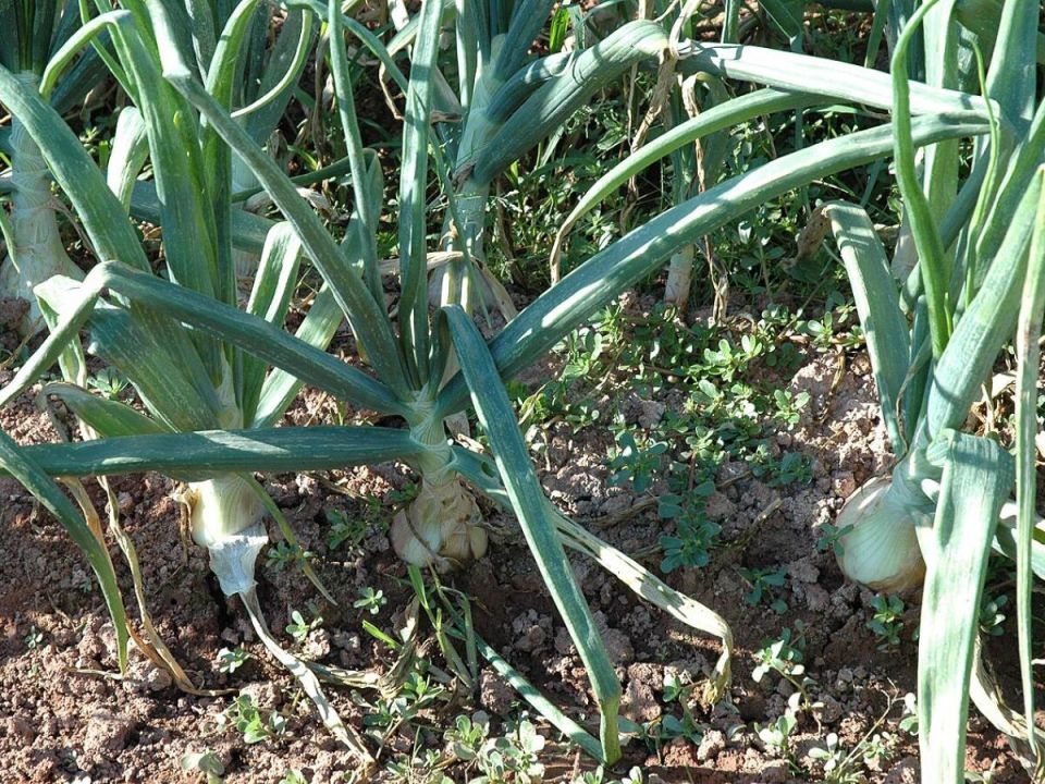 Как вырастить идеальный зеленый лук: три простых совета для успешной посадки