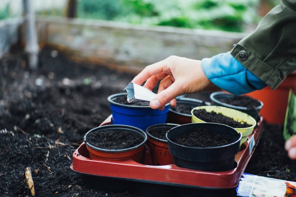 ��� ��������� �������� ��������: ������ ��� ��������� �����������