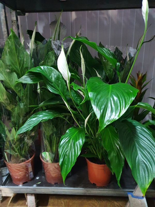 Счастье в горшке: что нужно знать о женском и мужском растениях