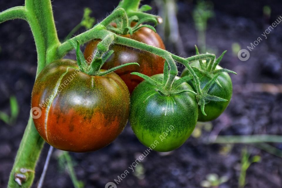 ��� ��������� ������������� ������ � ���� ��� ������� ������