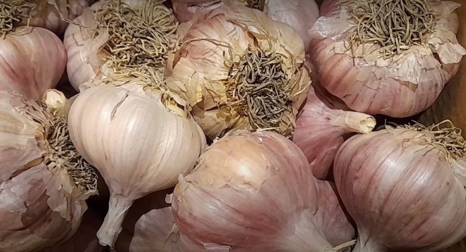 Как продлить жизнь чеснока: три креативных способа хранения