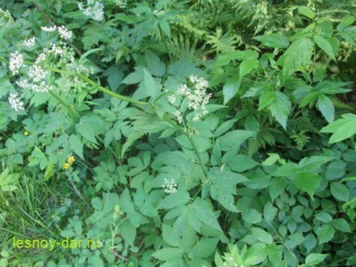 Сныть обыкновенная: от сорняка к полезному растению