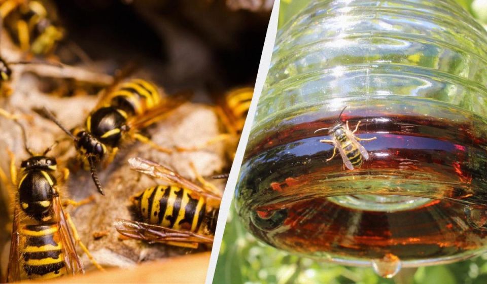 Как избавиться от ос: простые и бюджетные методы