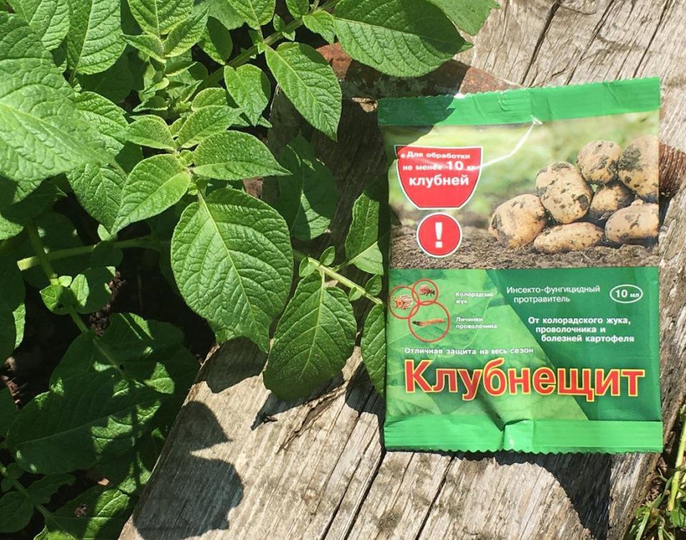 Эффективная защита картофеля: результаты тестирования препарата «Клубнещит»