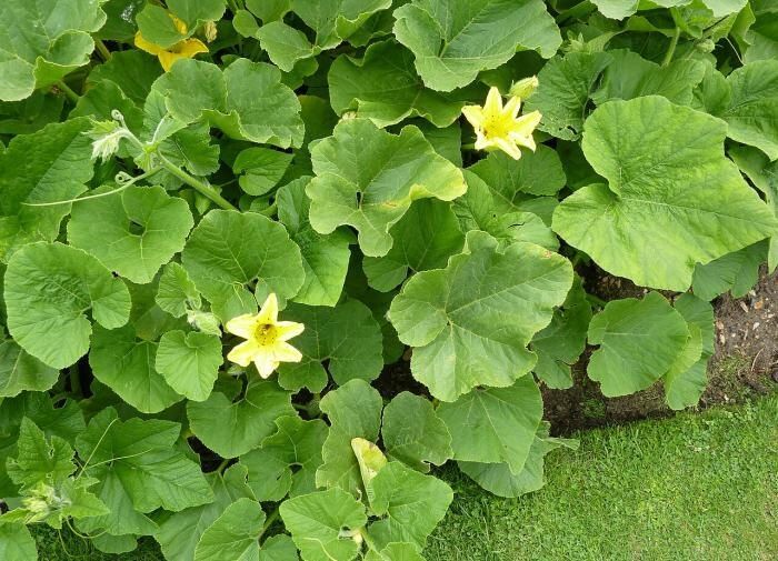 Как обрезка усов у огурцов помогает вырастить богатый урожай