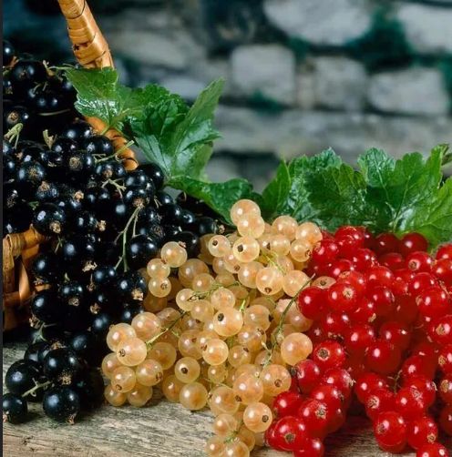 Лучшие сорта ягодных кустарников для средней полосы России