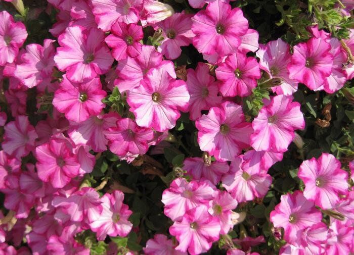 Как создать изумительный шар из петуний: советы для садоводов